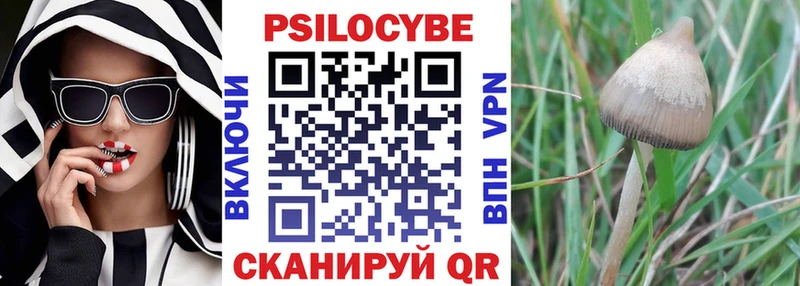 Купить где  Сураж  Галлюциногенные грибы Cubensis 